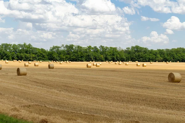 harvested cereal wheat barley rye grain field, with haystacks straw bales stakes round shape on the cloudy blue sky background, agriculture farming rural economy agronomy concept