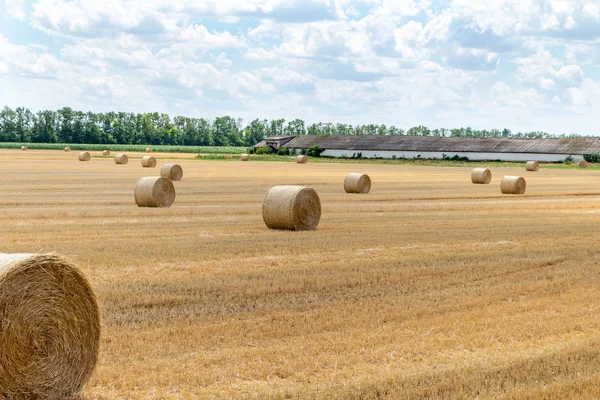 harvested cereal wheat barley rye grain field, with haystacks straw bales stakes round shape on the cloudy blue sky background, agriculture farming rural economy agronomy concept