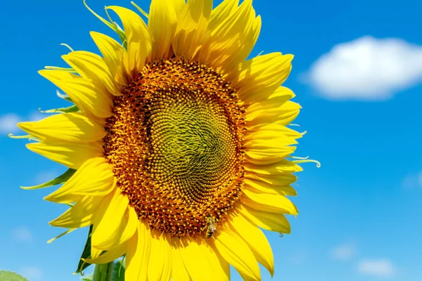 Sunflowers on the blue sky background agriculture farming rural economy agronomy concept