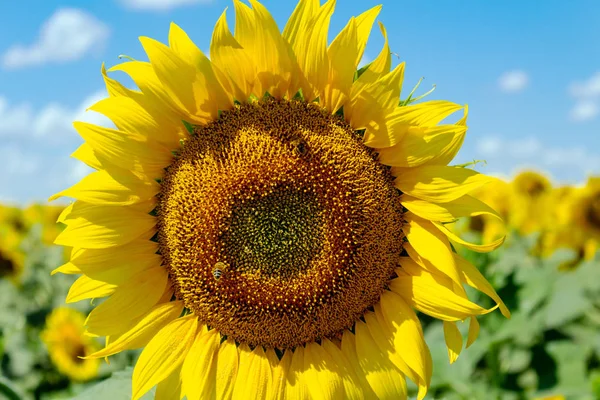 Sunflowers on the blue sky background agriculture farming rural economy agronomy concept