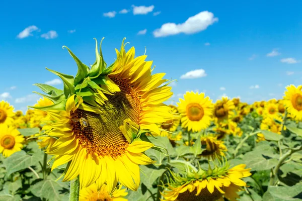 Sunflowers on the blue sky background agriculture farming rural economy agronomy concept