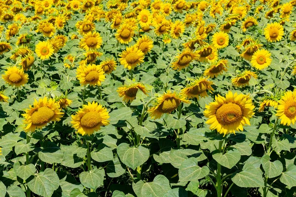 Sunflowers on the blue sky background agriculture farming rural economy agronomy concept