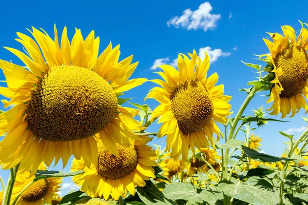 Sunflowers on the blue sky background agriculture farming rural economy agronomy concept