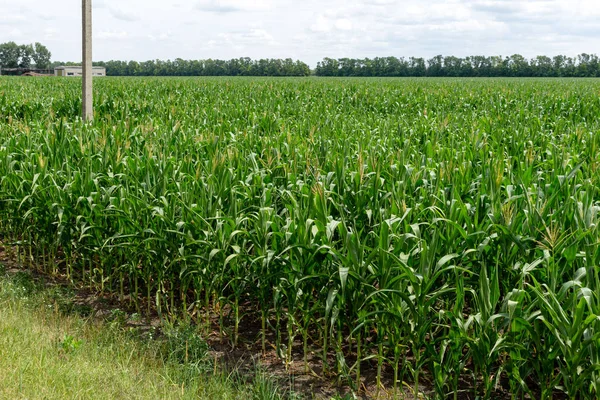 young fresh corn field growing, agriculture farming rural economy agronomy concept