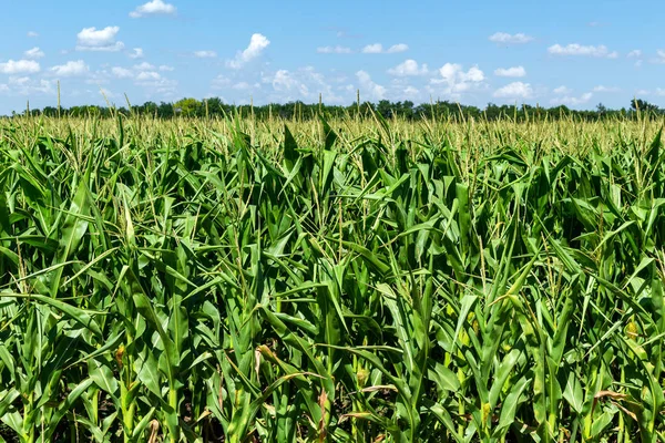 young fresh corn field growing, agriculture farming rural economy agronomy concept