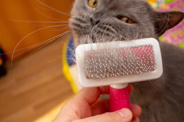 Cleaning british cat with the special pet brush for fur