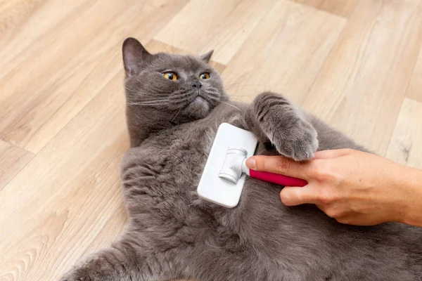 Grooming brushing gray pretty cute cat with a special brush for grooming pets care concept