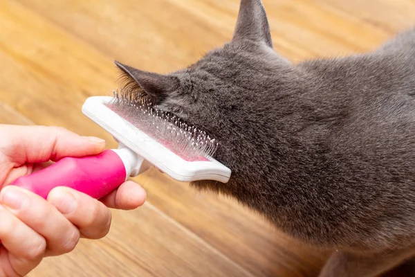 Grooming brushing gray pretty cute cat with a special brush for grooming pets care concept