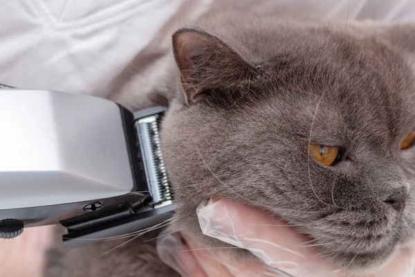 The process of grooming a pet with a hair clipper