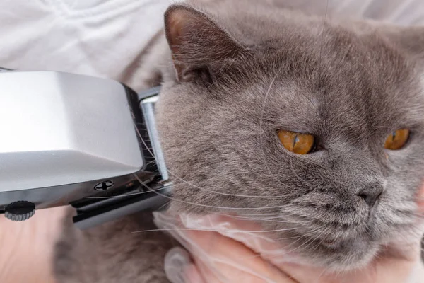 The process of grooming a pet with a hair clipper