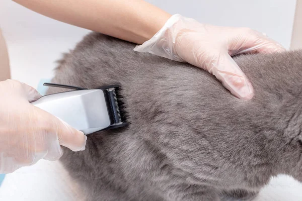 The process of grooming a pet with a hair clipper