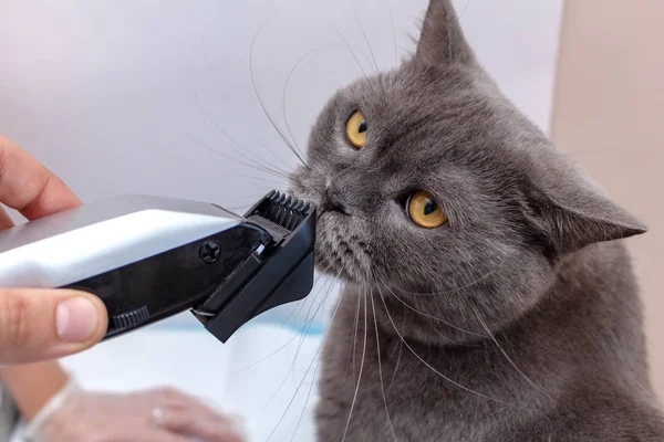 The process of grooming a pet with a hair clipper