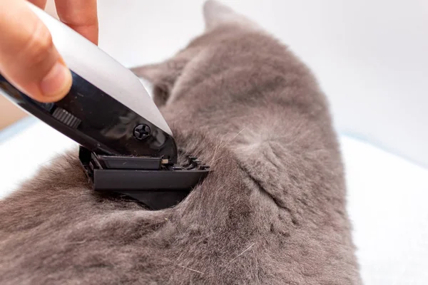 The process of grooming a pet with a hair clipper