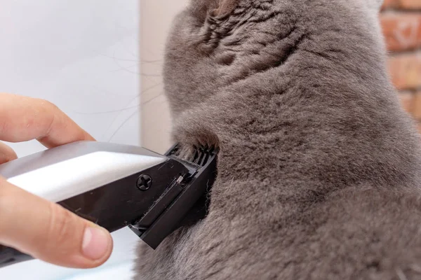 The process of grooming a pet with a hair clipper