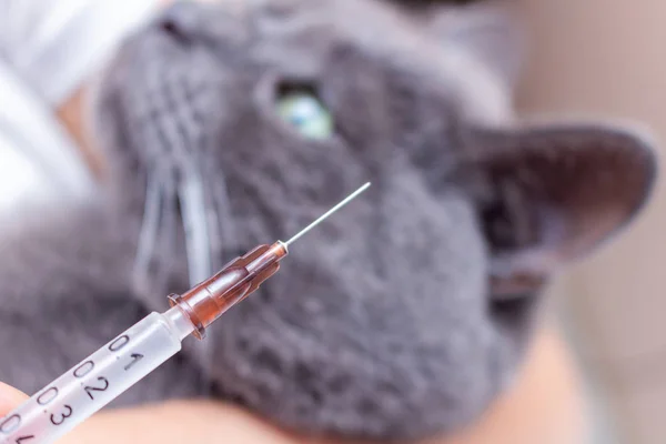 The process of medical veterinary injection injection of medication vaccine pets cat