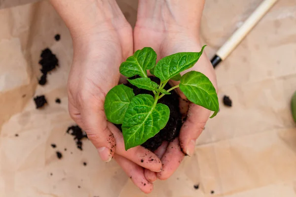 Green sprout, seedling in hands.