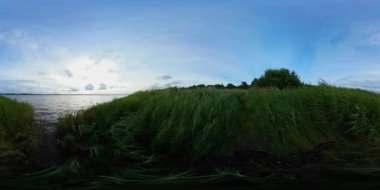 Göl kıyısı, taze yeşil bitkiler 