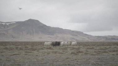 Koyun sürüsü İzlanda alan üzerinde