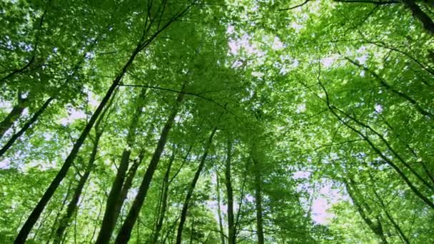 Árboles que crecen en el bosque — Vídeo de stock