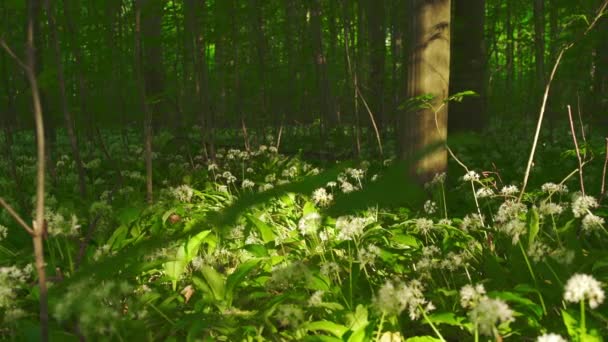 Flores e árvores crescendo em bosques — Vídeo de Stock