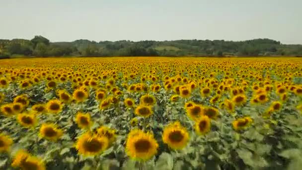 Field covered with beautiful sunflowers — Stock Video