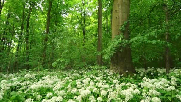 Flores crescendo por árvores na floresta — Vídeo de Stock