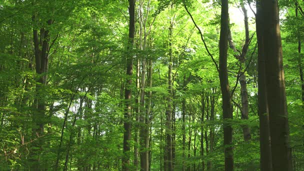 Bomen groeien in bos — Stockvideo
