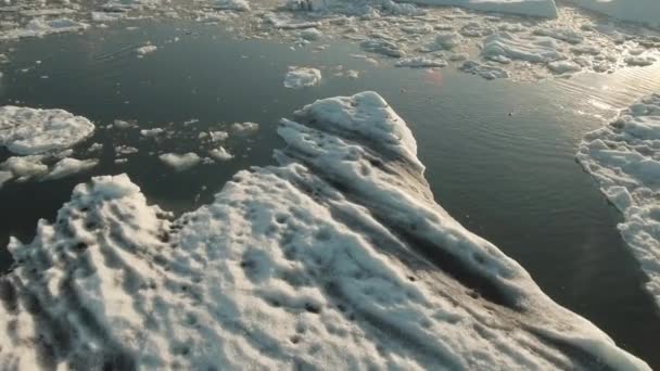 Vilda sälar simma mellan isberg — Stockvideo