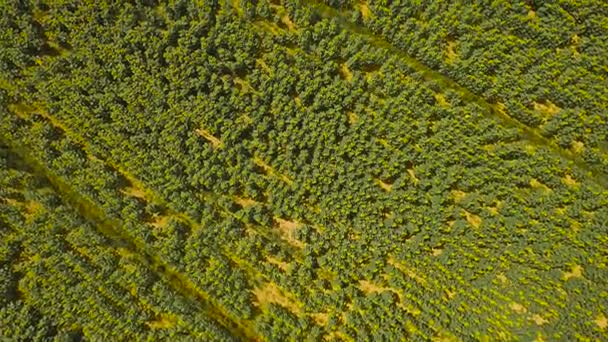 Tournesols abondants poussant sur le champ — Video