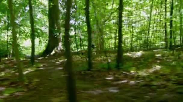 Jovem desportivo correndo na floresta — Vídeo de Stock