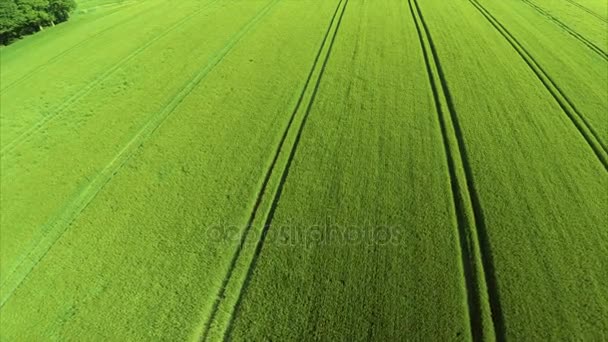 Orecchie ondeggianti di grano nel giorno soleggiato — Video Stock