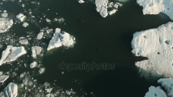 Phoque sauvage nageant entre les icebergs — Video