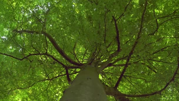Árbol siempre verde creciendo en el bosque — Vídeo de stock