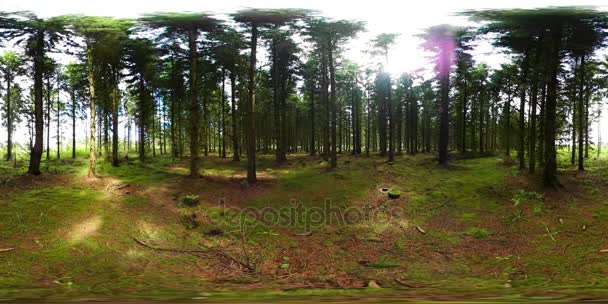 松树生长在森林 — 图库视频影像