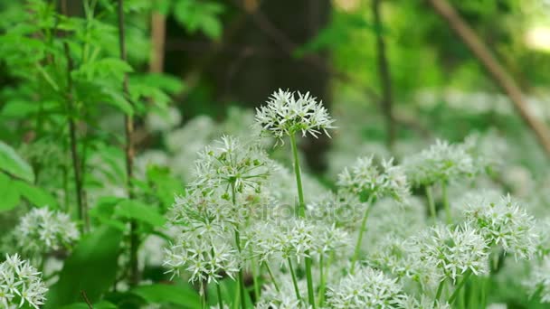 Flores blancas floreciendo en el jardín — Vídeos de Stock