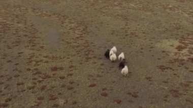 İzlanda sahada çalışan koyun sürüsü