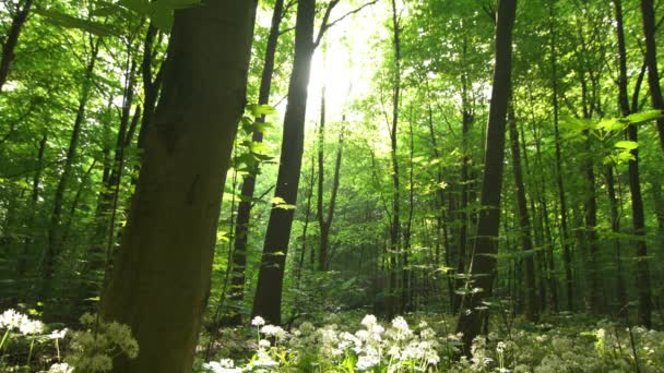 Hermoso bosque verde — Vídeo de stock