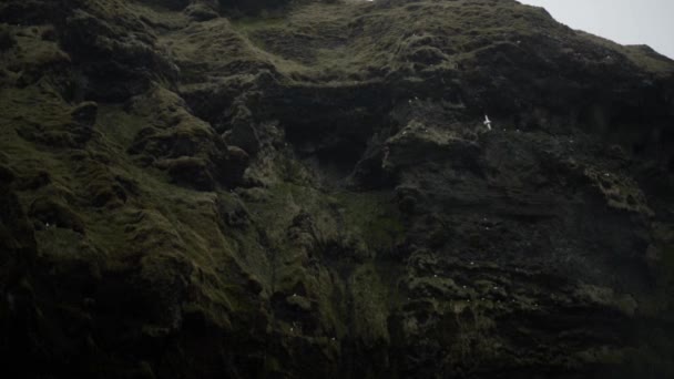 Panning βολή των πτηνών και των Skogafoss — Αρχείο Βίντεο