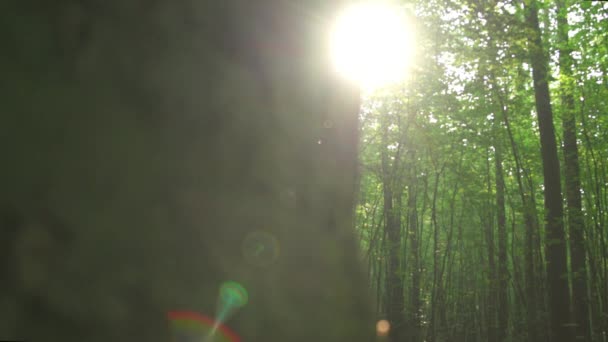 La lumière du soleil coule à travers les arbres dans la forêt 