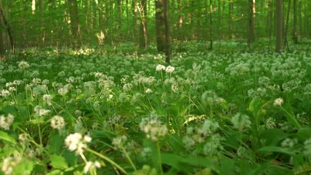Квіти та дерева, що ростуть у лісі — стокове відео