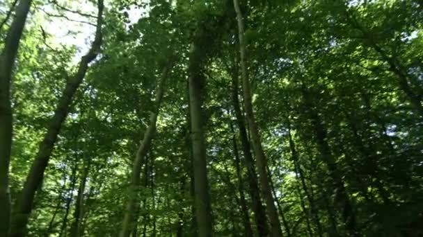 Woodland ağaçlarda düşük açılı çekim — Stok video