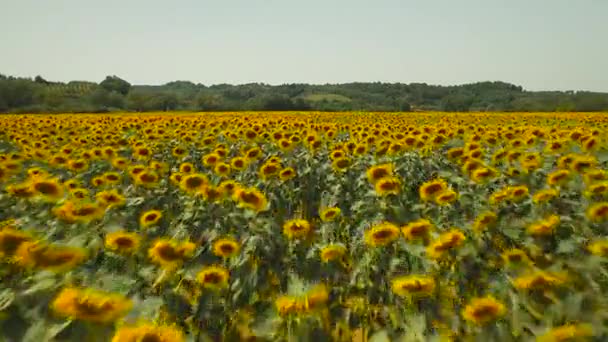 Champ couvert de tournesols 