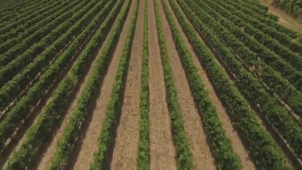 Растения растут в ряд на винограднике — стоковое видео