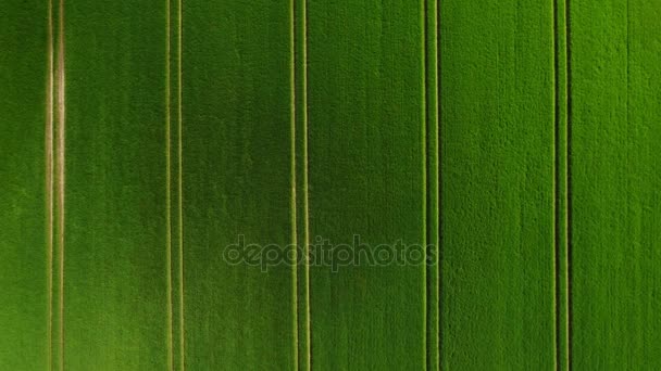 Vento em campos verdes de cima para baixo — Vídeo de Stock