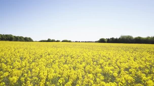 Yellow Raps Field With Blue Sky — Stock Video