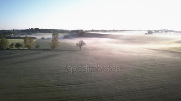 Mattina nebbia sui campi — Video Stock