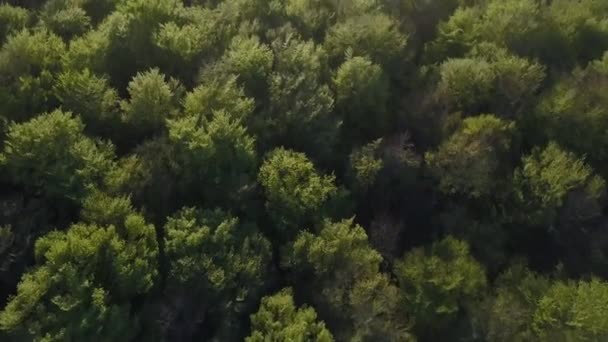 Vista aérea da Floresta — Vídeo de Stock