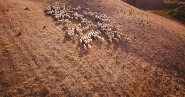 Скот на холме — стоковое видео