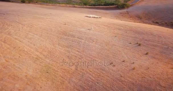 Cabrero en el campo — Vídeo de stock