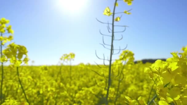 Mooie gele bloemen — Stockvideo